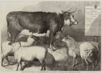 Prêmio vaca e ovelha no banho e oeste da Inglaterra Agricultural Show, Southampton